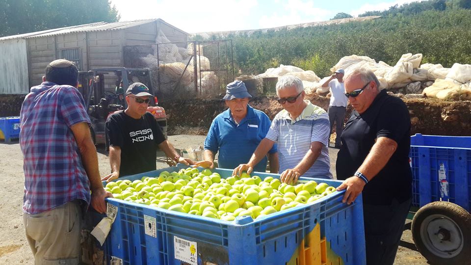 עקב שפע ביבול: מגדלי הפירות מבקשים לבטל השנה יבוא תפוחים ואגסים 